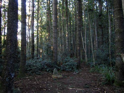 Pomona District School Memorial Forest : 08-05-2012 Pomona District School Memorial Forest : 08-05-2012
