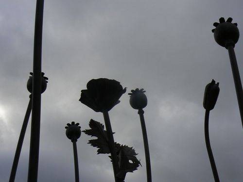 Poppy Memorial
