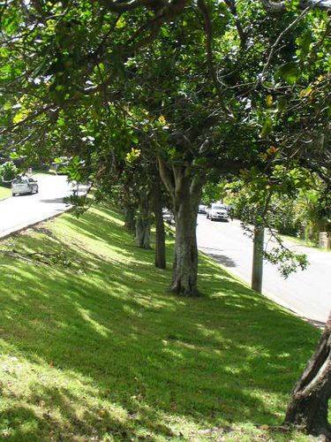 Powell Brothers Grove 2 / March 2013