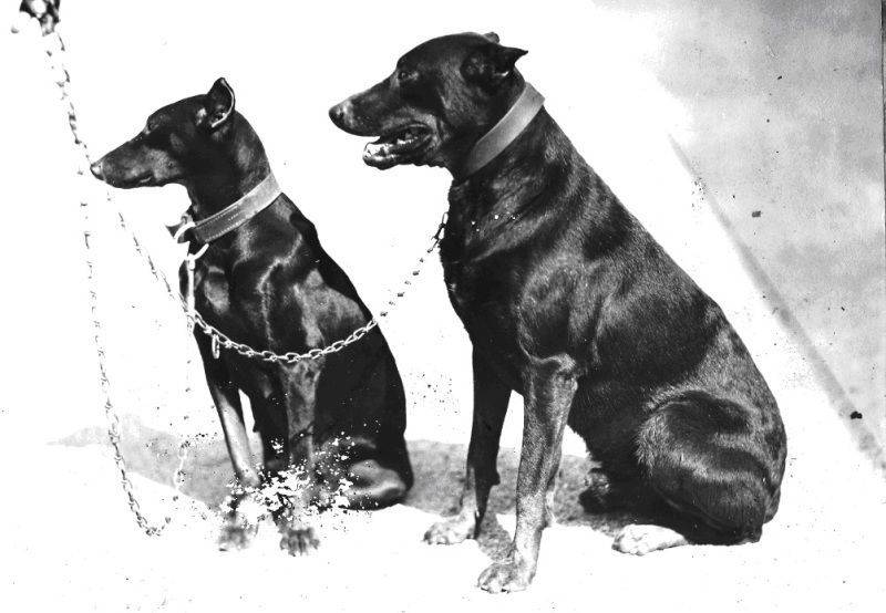 Police Dogs