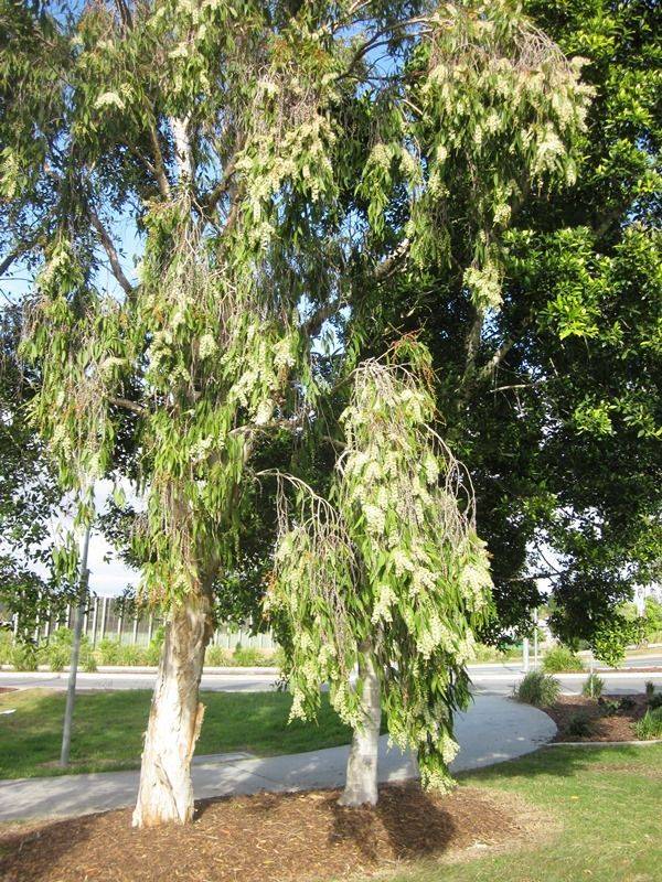 11-June-2015 11-June-2015