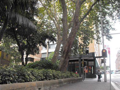 Remembrance Driveway Trees Remembrance Driveway Trees