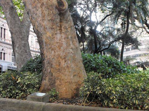 Remembrance Driveway Trees 2 Remembrance Driveway Trees 2