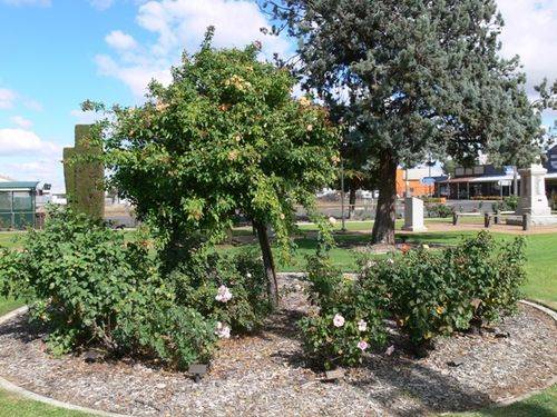 Returned Services League Memorial Rose Garden : 11-May-2013