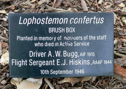 Royal Botanic Gardens Staff Memorial Tree : 16-November-2011