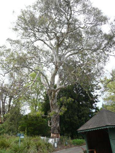 Separation Tree : 21-October-2011 Separation Tree : 21-October-2011