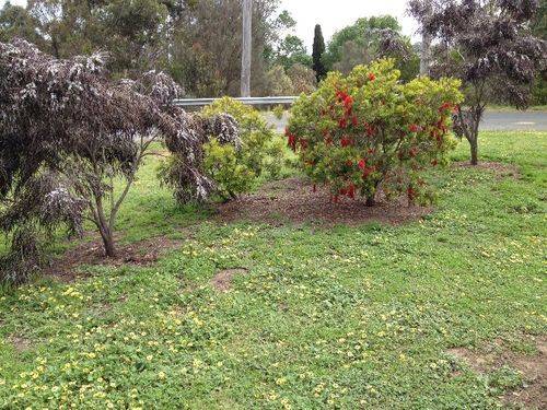 St Thomas Memorial Garden : November 2013 St Thomas Memorial Garden : November 2013