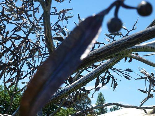 Tree at Whittlesea : 30-November-2013