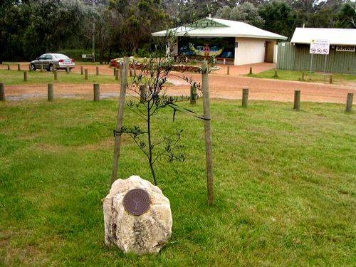 Walpole Peace Tree Walpole Peace Tree