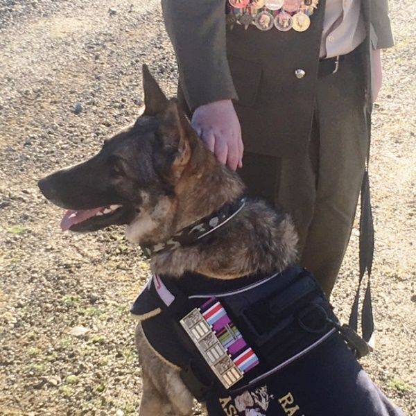 26-August-2016 :RAAF Military Working Dog 