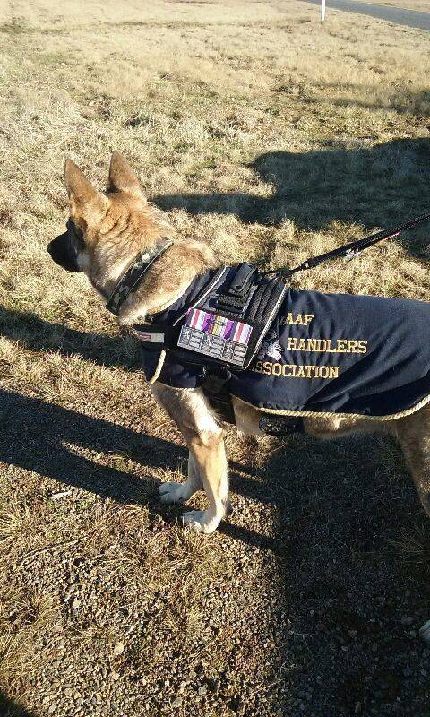26-August-2016: RAAF Military Working Dog 2 26-August-2016: RAAF Military Working Dog 2