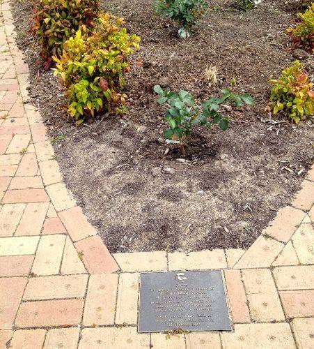 Bill Skewes Memorial Garden : November 2013
