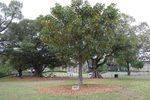 Age of Global Citizenship Trees : November 2013