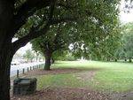 1956 Olympics Trees : 14-April-2013