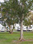 25th Anniversary Tree + Plaque : 22-04-2014  