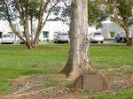 25th Anniversary Tree + Plaque : 22-04-2014