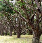 Albany Avenue of Honour