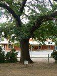 Albert Tree