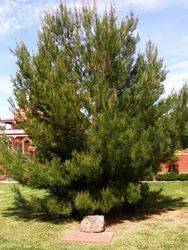 Aleppo Pine : 19-October-2014