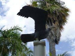 Eagle : 19-October-2014