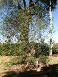 Anthony Larsen Tree