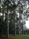 Arbor Day Trees