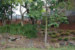 Tree + plaque : 23-September-2015