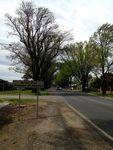 Bacchus Marsh Avenue of Honour : October 2013