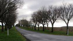 Avenue at railway crossing, Burrumbeet : 24-July-2017 (Kent Watson)