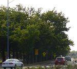 Ballarat High School Avenue of Honour : 02-January-2013