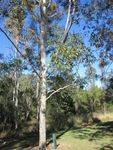 Bert Hinkler Tree : 27-05-2012