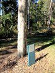 Bert Hinkler Tree 2 :27-05-2012
