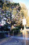 Bert Hinkler Tree : June 2003