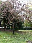 Bicentenary Tree : 24-August-2011