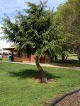 Bicentennial Tree : 16 October 2013
