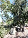 Bicentennial Trees : 01-February-2013