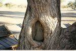 Tree Blaze