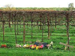 Memorial 2 : 06-July-2015