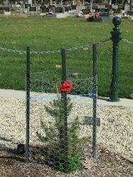 Aleppo Pine: 07-August-2015