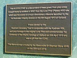 Aleppo Pine Plaque:07-August-2015