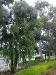 City of Nunawading : 26-November-2011