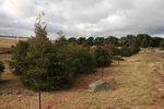 Currandooley  + Willeroo Tree Planting