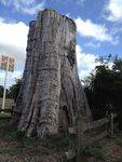 Darnum Big Stump : 29-12-2013