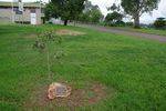 Disadvantaged Children Tree : July 2014