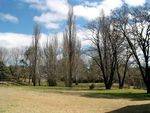 District Convention Trees