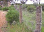 Dog Netting Fence 2 : 11-09-2013