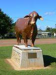Droughtmaster Bull : 23-April-2011