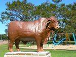 Droughtmaster Bull : 23-April-2011