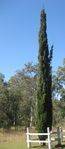 Ellis Tree : 24-07-2009
