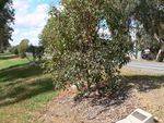 Euroa Memorial Avenue : 12-May-2013